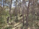 Garrigue - forêt de la Clape